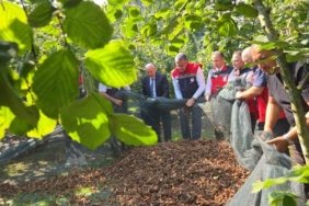 Samsun'da fındıkta fileli hasat işçilik maliyetini yüzde 70'e varan oranda düşürüyor
