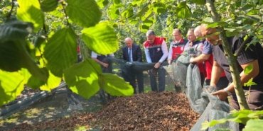 Samsun'da fındıkta fileli hasat işçilik maliyetini yüzde 70'e varan oranda düşürüyor
