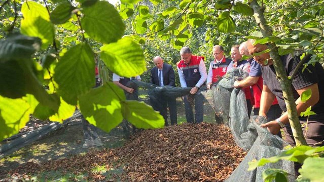 Samsun'da fındıkta fileli hasat işçilik maliyetini yüzde 70'e varan oranda düşürüyor
