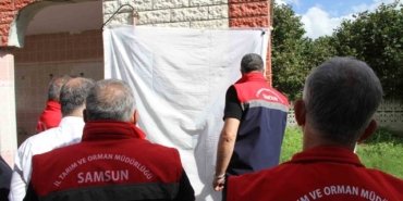 Samsun'da kahverengi kokarcaya karşı 26 bin feromon tuzağı kuruldu