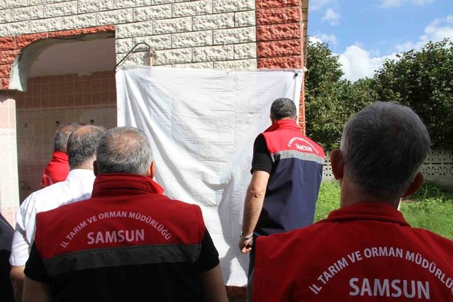 Samsun'da kahverengi kokarcaya karşı 26 bin feromon tuzağı kuruldu