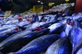 Samsun'da palamut bolluğu fiyatları düşürdü, kiloluk palamut 90 TL'ye kadar indi
