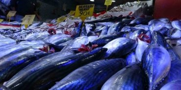 Samsun'da palamut bolluğu fiyatları düşürdü, kiloluk palamut 90 TL'ye kadar indi