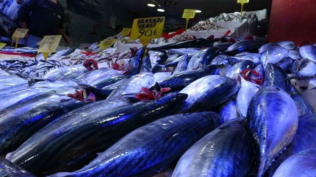 Samsun'da palamut bolluğu fiyatları düşürdü, kiloluk palamut 90 TL'ye kadar indi