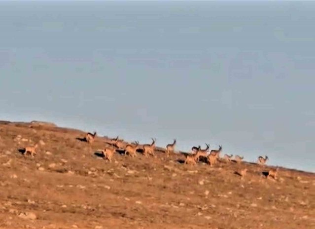 Samsun'daki cerrah, Karagöl Dağları'nda 20'ye yakın çengel boynuzlu keçi kaydetti