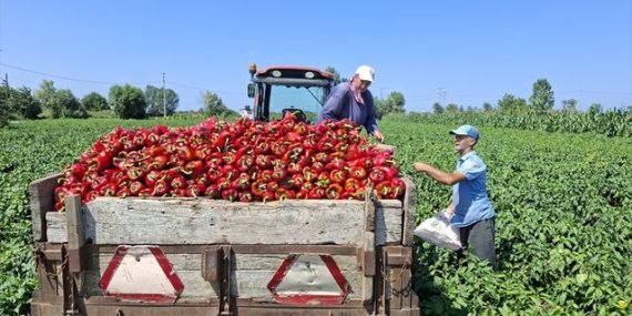 Samsun'un Bafra ilçesinde kapya biberde 150 bin ton rekolte hedefi: Fiyatlar 25-30 lira