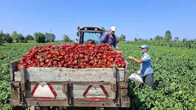 Samsun'un Bafra ilçesinde kapya biberde 150 bin ton rekolte hedefi: Fiyatlar 25-30 lira