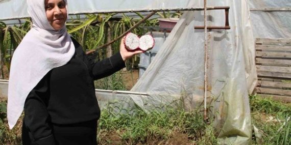 Samsun'un Çarşamba ilçesinde kadın girişimci Neşe Özbek'in 480 metrekarelik serasında ejder meyvesi hasadı başladı