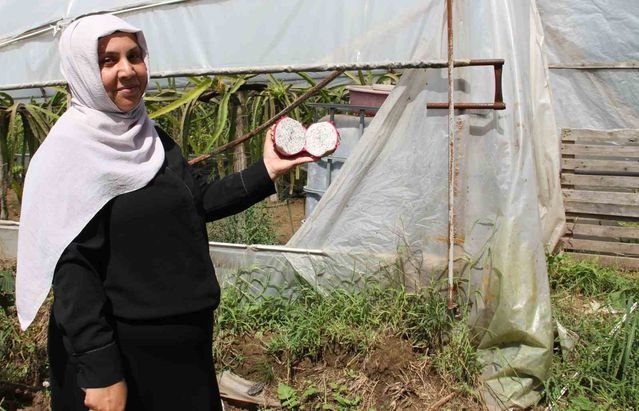 Samsun'un Çarşamba ilçesinde kadın girişimci Neşe Özbek'in 480 metrekarelik serasında ejder meyvesi hasadı başladı