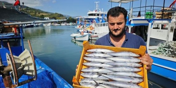 Sinop ve Samsun'da palamut bolluğu tezgahları süsledi, fiyatlar geriledi
