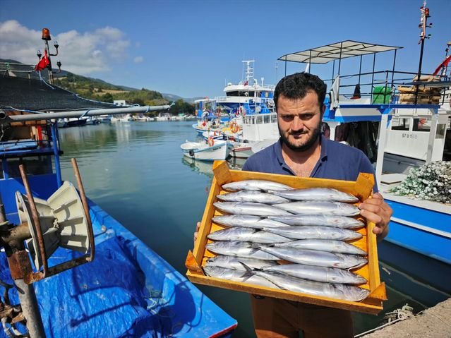 Sinop ve Samsun'da palamut bolluğu tezgahları süsledi, fiyatlar geriledi