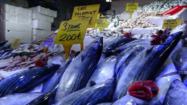 Birlik Başkanı Malkoç, Karadeniz'deki palamudun tutulup ucuz satılmasını istedi