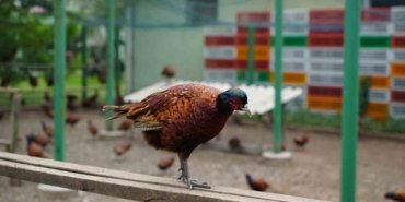 Kahverengi kokarcaya karşı 3 bin 500 sülünün 2 bin 900'ü Ordu'da doğaya bırakıldı