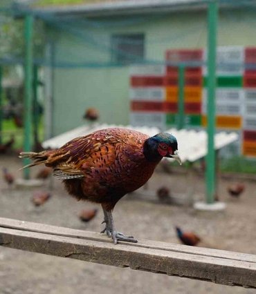 Kahverengi kokarcaya karşı 3 bin 500 sülünün 2 bin 900'ü Ordu'da doğaya bırakıldı