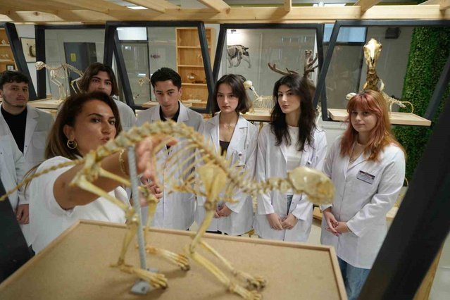 OMÜ'de 40 türden 150'ye yakın iskelet doğal ölen hayvanlardan hazırlandı