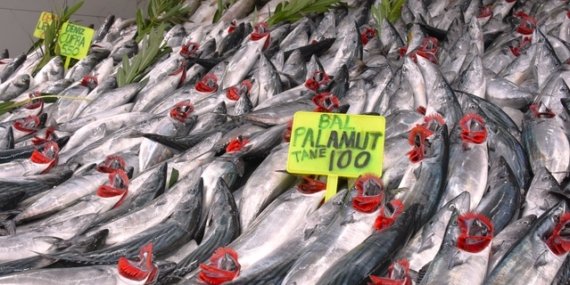 Palamut tezgahlarda 100 TL'den satılıyor, bolluğun en az 1 ay sürmesi bekleniyor
