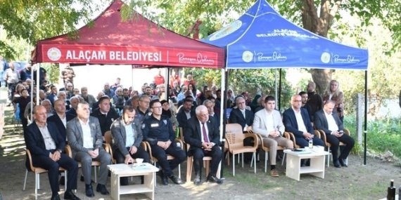 Samsun Alaçam'da zeytin hasadında 95 ağaçtan 2 ton ürün bekleniyor