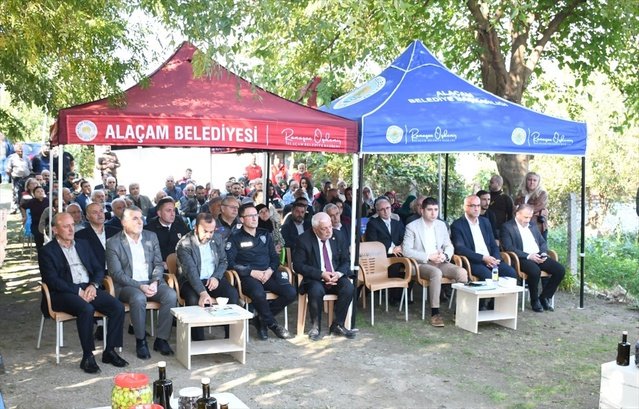 Samsun Alaçam'da zeytin hasadında 95 ağaçtan 2 ton ürün bekleniyor