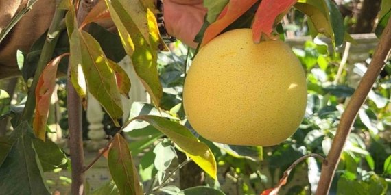Samsun Atakum'da emekli öğretmen 200 meyve çeşidi yetiştirdi, pomelodan da ürün aldı