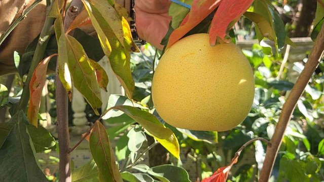 Samsun Atakum'da emekli öğretmen 200 meyve çeşidi yetiştirdi, pomelodan da ürün aldı