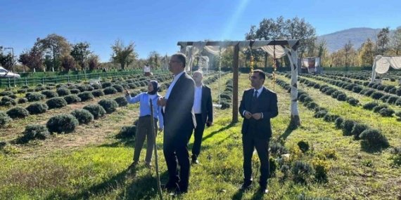 Samsun Kavak'ta kadın üreticinin lavanta bahçesine Tarım ve Orman Müdürü konuk oldu
