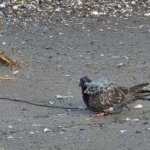 Samsun Kızılırmak Deltası'nda gökdoğan avlayan 2 kişi dronla suçüstü yakalandı
