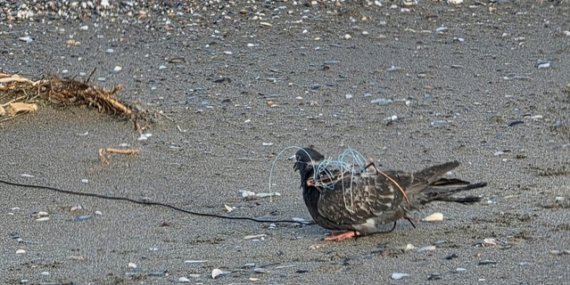 Samsun Kızılırmak Deltası'nda gökdoğan avlayan 2 kişi dronla suçüstü yakalandı