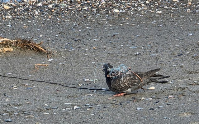 Samsun Kızılırmak Deltası'nda gökdoğan avlayan 2 kişi dronla suçüstü yakalandı