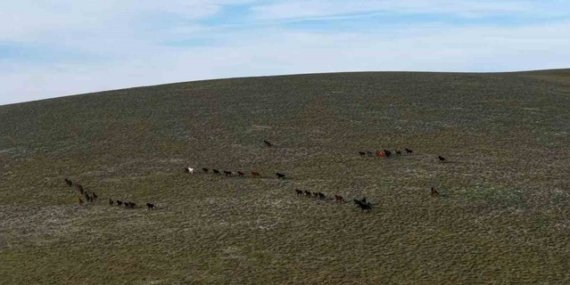 Samsun Ladik'te 1500 rakımdaki göl, yılkı atlarıyla dronla görüntülendi