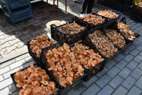 Samsun Vezirköprü'de kanlıca mantarı tezgahlarda 200-350 TL'den satışa sunuldu