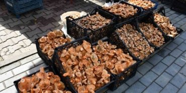 Samsun Vezirköprü'de kanlıca mantarı tezgahlarda 200-350 TL'den satışa sunuldu