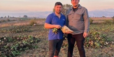 Samsun Vezirköprü'de pancar hasat sezonu açıldı, 40 bin ton ürün bekleniyor