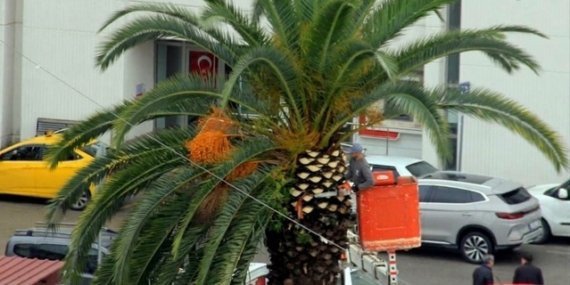 Samsun'da Cumhuriyet Meydanı çevresindeki palmiyelere mevsimsel bakım yapıldı