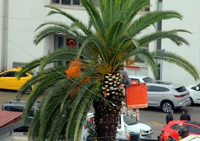 Samsun'da Cumhuriyet Meydanı çevresindeki palmiyelere mevsimsel bakım yapıldı