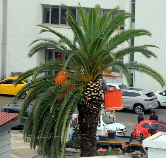 Samsun'da Cumhuriyet Meydanı çevresindeki palmiyelere mevsimsel bakım yapıldı