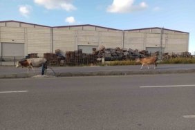 Samsun'da Elbistan Bulvarı'nda başıboş büyükbaş hayvanlar sürücüleri yavaşlattı