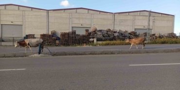 Samsun'da Elbistan Bulvarı'nda başıboş büyükbaş hayvanlar sürücüleri yavaşlattı
