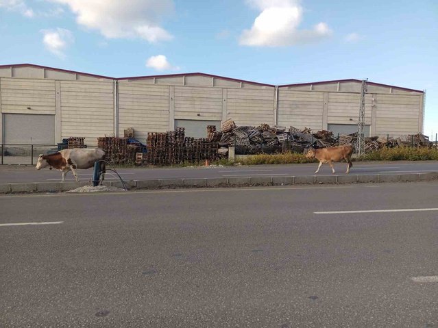 Samsun'da Elbistan Bulvarı'nda başıboş büyükbaş hayvanlar sürücüleri yavaşlattı