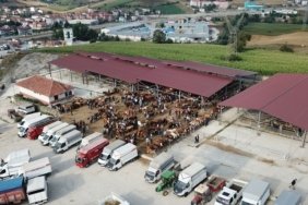 Şap hastalığı görülmesi üzerine Samsun Havza'da canlı hayvan pazarı kapatıldı