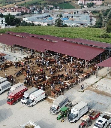 Şap hastalığı görülmesi üzerine Samsun Havza'da canlı hayvan pazarı kapatıldı